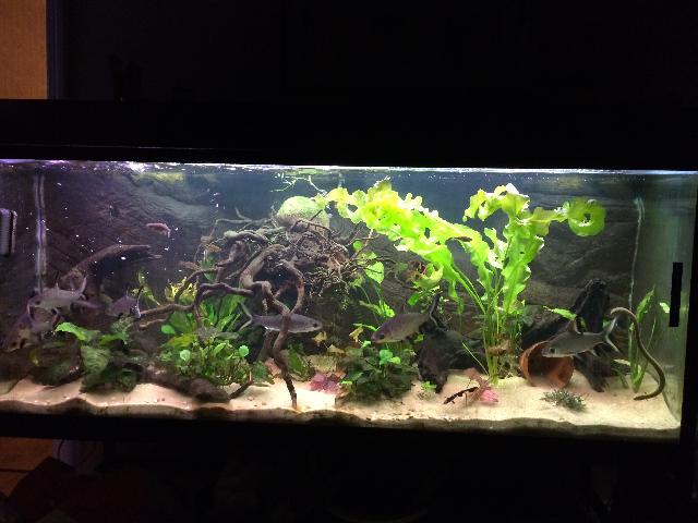 Akvarium