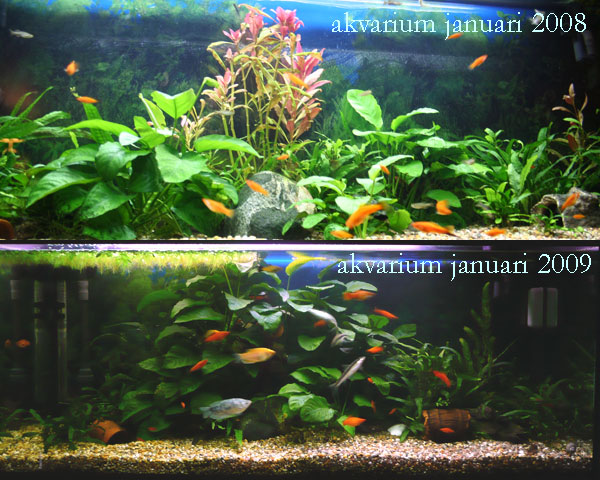 Akvarium, fiskar, växter