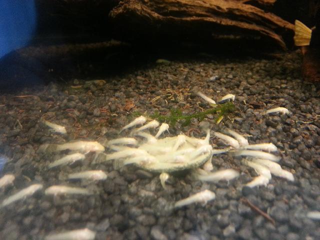 Albino