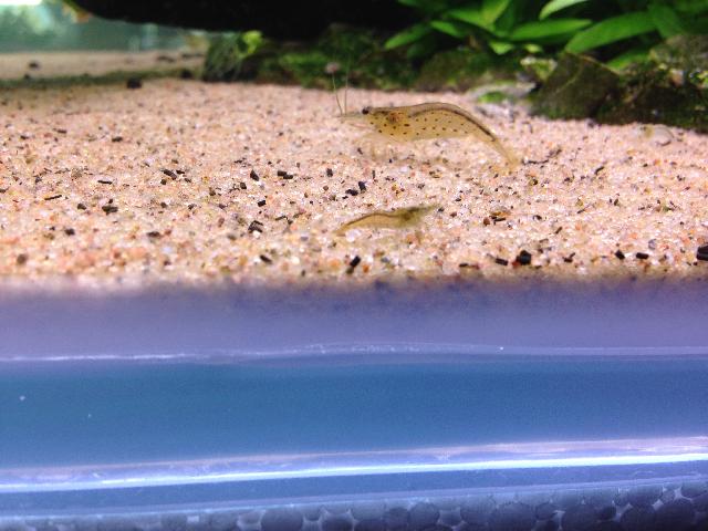 Amano