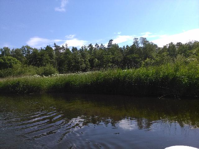 Brunbjörn