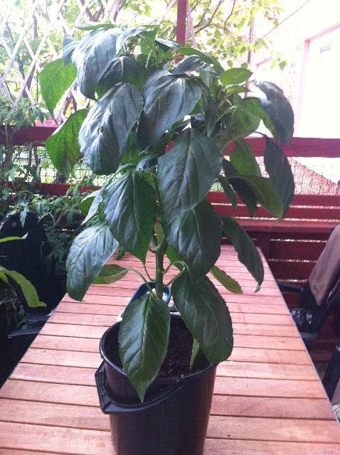 Chili 2