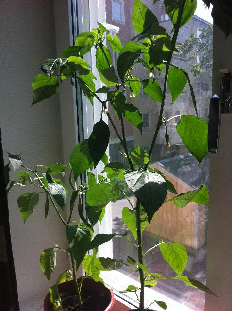 Chili nr1