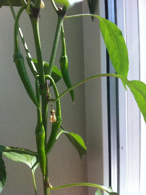 Chili nr2