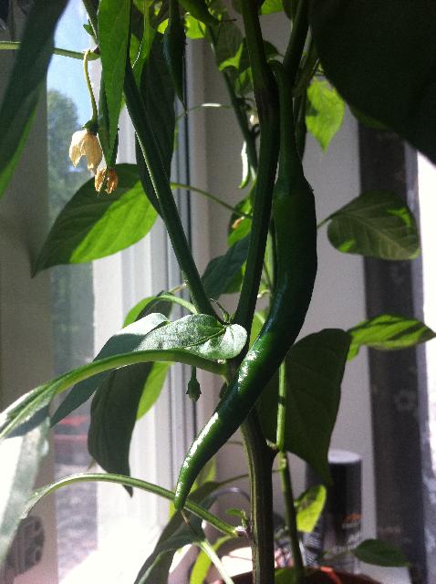 Chili nr3