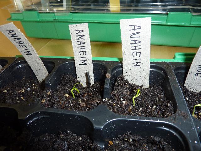 Chiliplantor 1