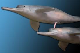 Delfin sex