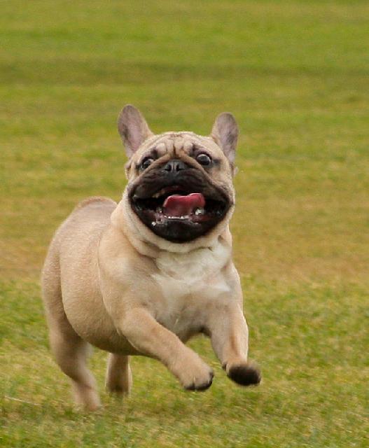 En fransk bulldog