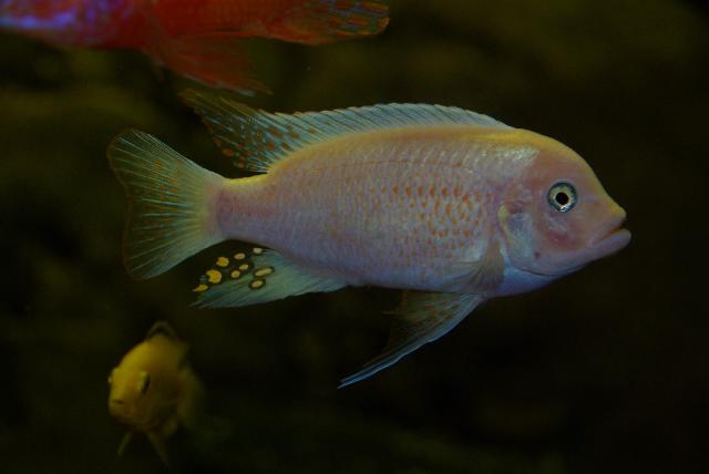 Fisk 1