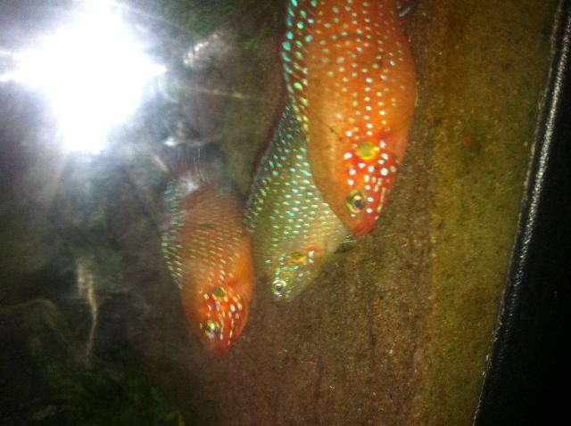 Fiskar