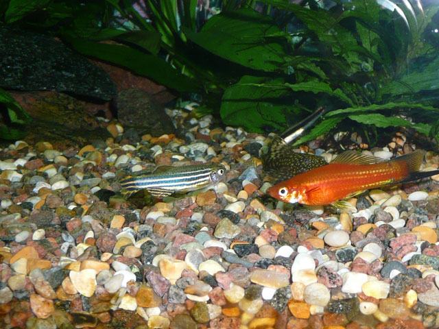 Fiskar, mal, akvarium