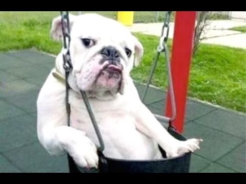 Funny dog