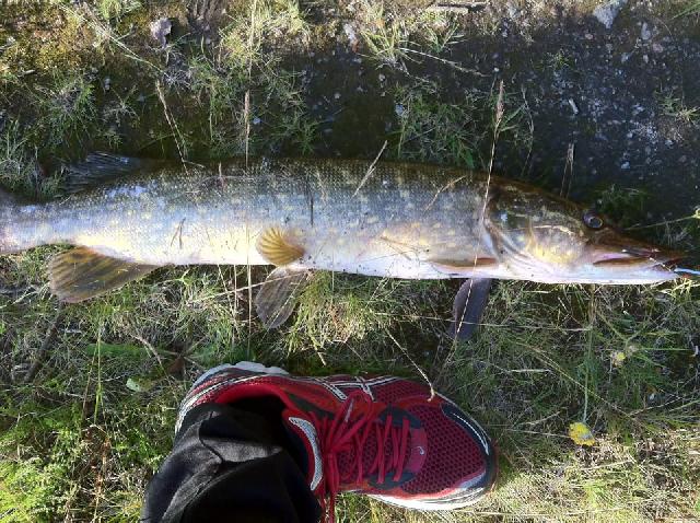 Gädda