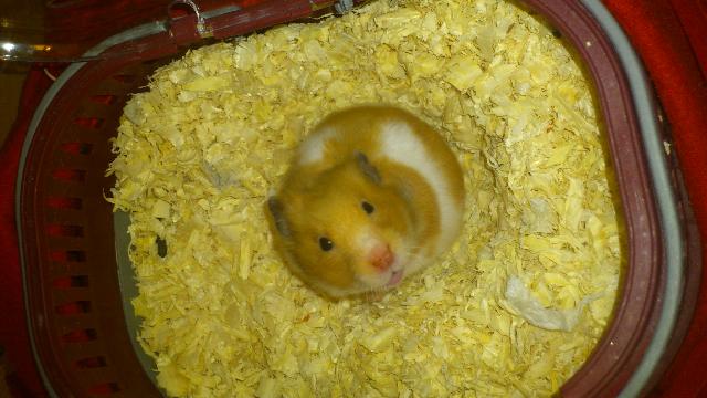 Grisen<3