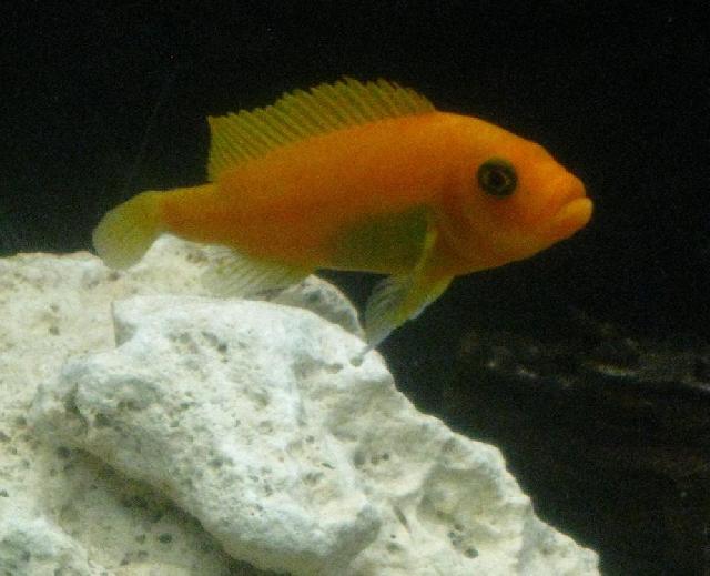Gul-orange