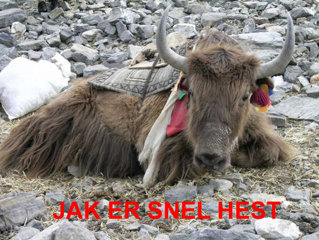 Jak er snel hest