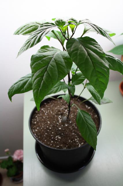 Jalapeno purple 2,5 mån