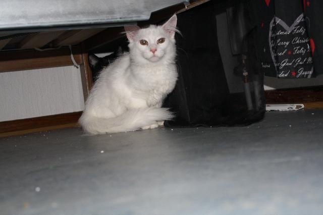 Kissekatt