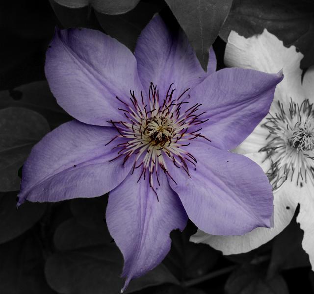 Lila/svart blomma