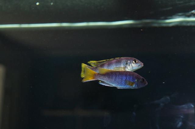 Malawi
