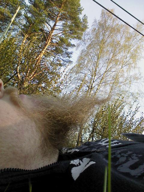 Skägg i gräs