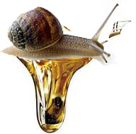 Snigel