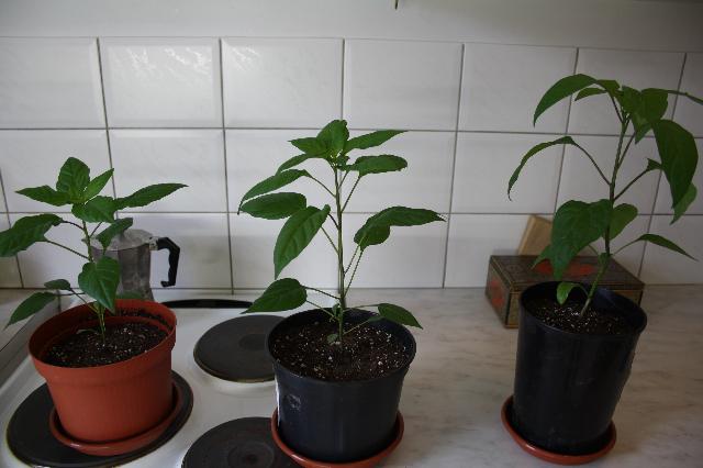 Thai chili, de arbol, jalapeno early 2,5 mån