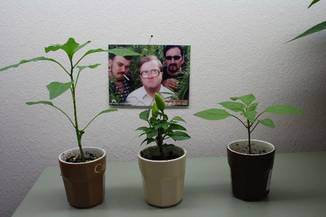 Thai chili, spanskpeppar, jalapeno purple