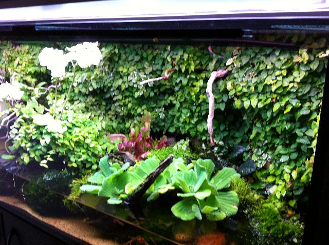 Vivarium
